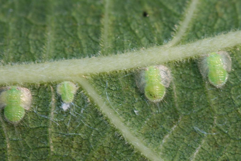 Homotoma ficus psilla del fico Piemonte.